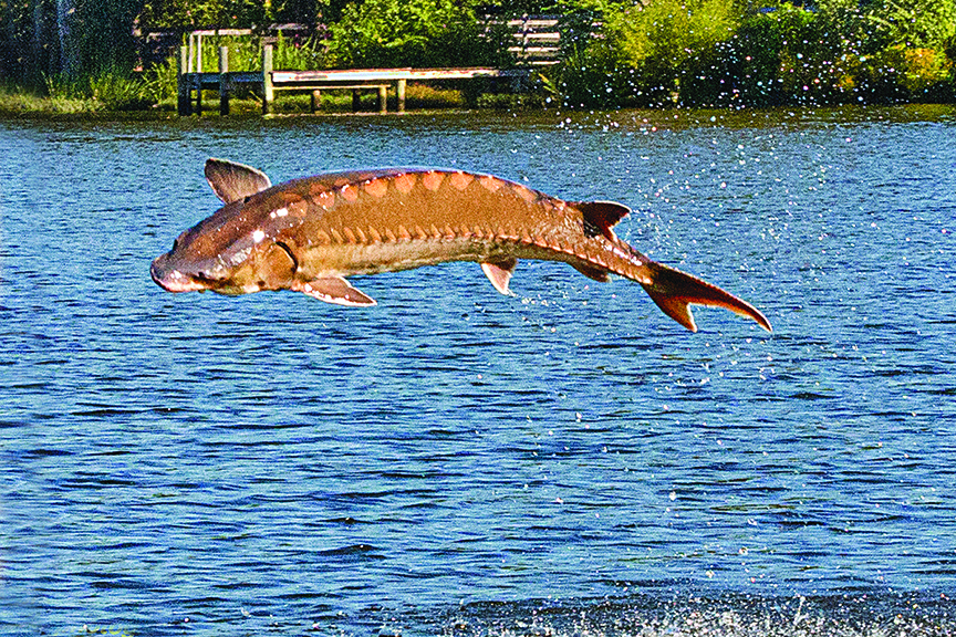 An Atlantic sturgeon is photographed launching into the air from blue water