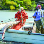 Two scientists on a boat pull a large fish in a net out of splashing water.They are conducting sturgeon research.