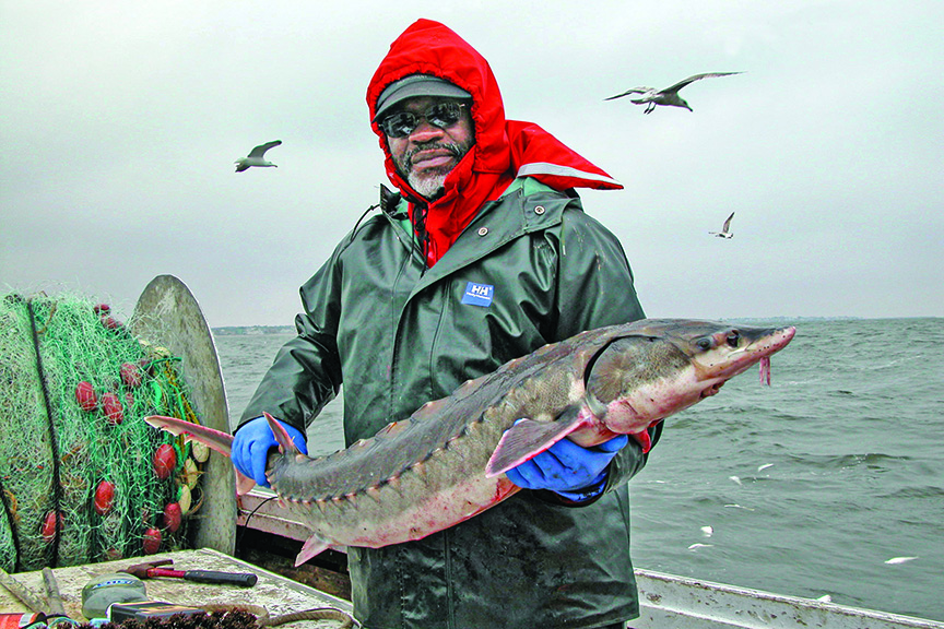 A retired biologist holds an Atlantic sturgeon.
