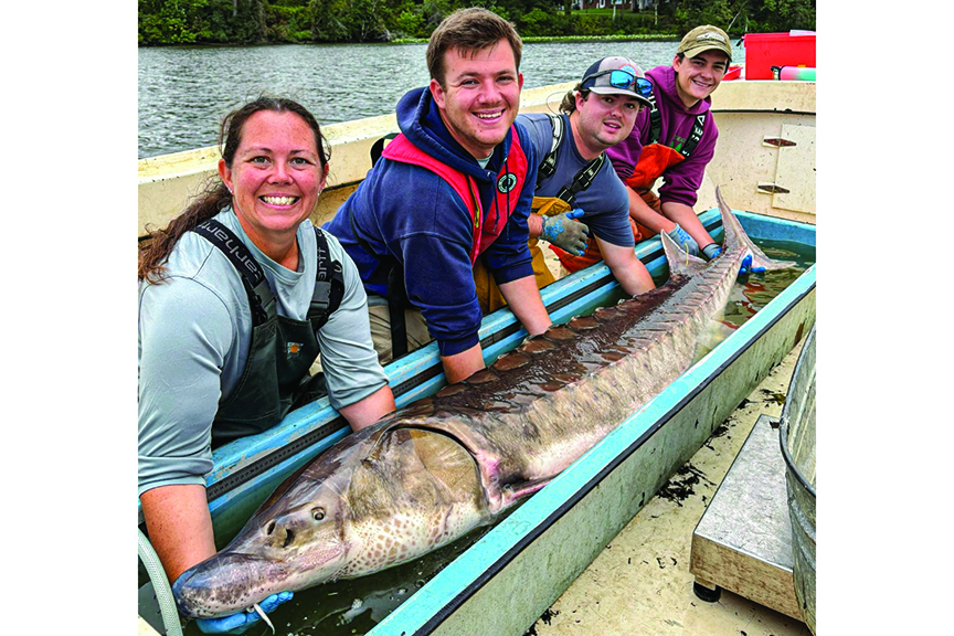 Four people hold up an Atlantic sturgeon