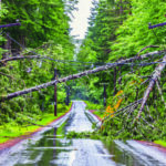 The aftermath of a severe weather event showing a large fallen tree and a snapped utility pole completely obstructing a wet, tree-lined country road, causing a power outage and blocking traffic.