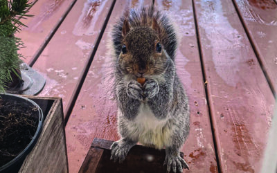 Nutty by Nature