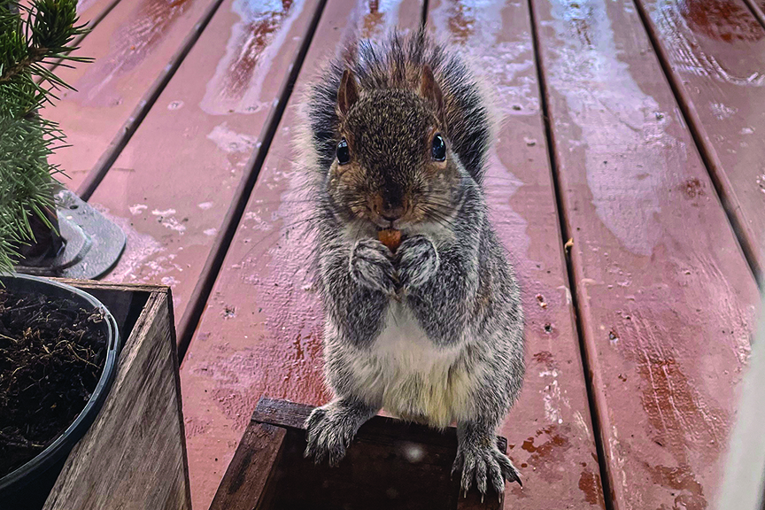 Nutty by Nature
