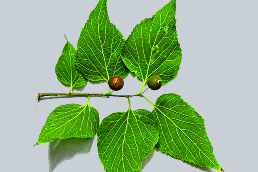 Hackberry leaves and ripening fruit