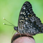 profile of hackberry emperor butterfly