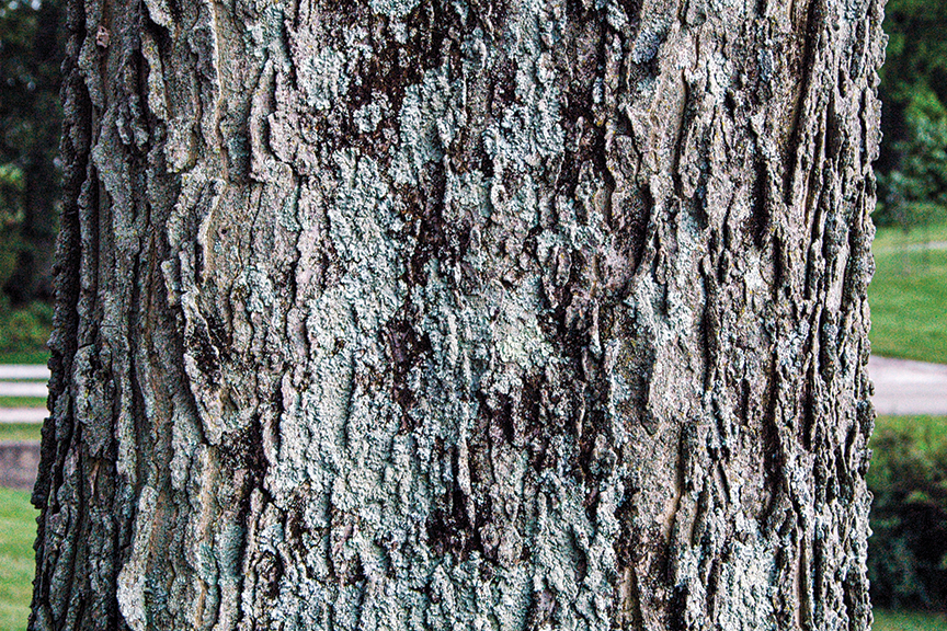 Close-up of hackberry bark