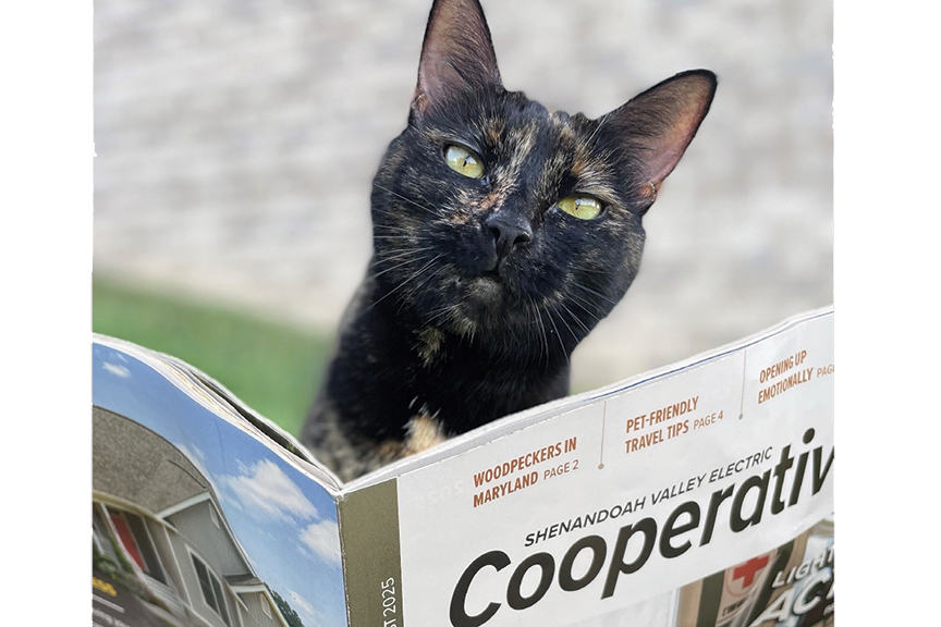 Cat peers at camera from behind an issue of Cooperative Living