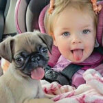 Young girl in car seat and pig tails sticks out tongue just like the small dog on her lap. Both look at camera.