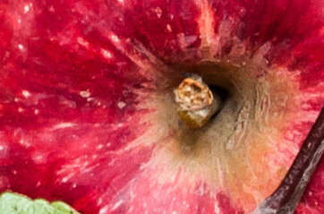 WhatzitSept close-up image