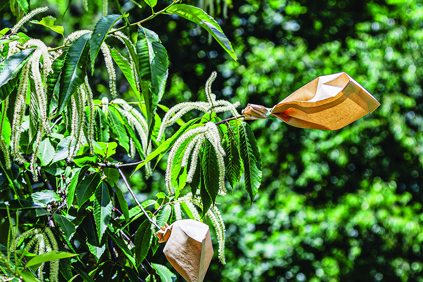 Bags are shown covering the female flowers on branches of an American Chestnut.