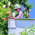 Close-up of woman in bucket truck, covering female flowers of an American Chestnut tree with paper bags