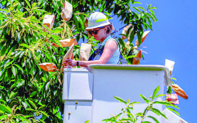 Restoring the American Chestnut