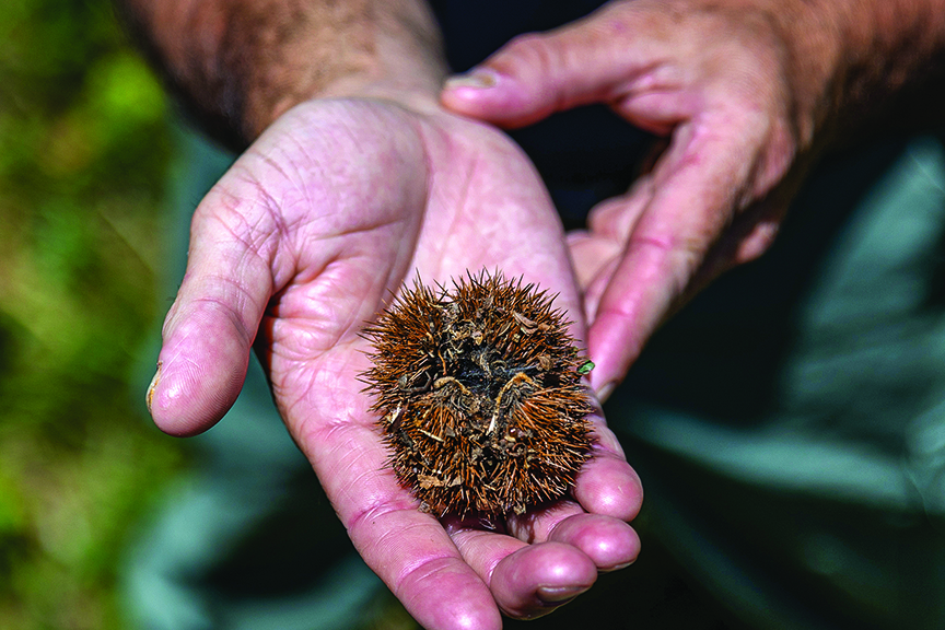 an empty chestnut burr sits in the palm of a hand