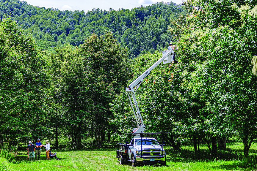 A bucket truck gives pollination workersnecessary access to the higher reaches of the American chestnut trees.