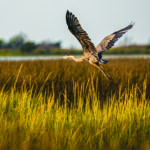 A great blue heron flies over a grassy wetland.
