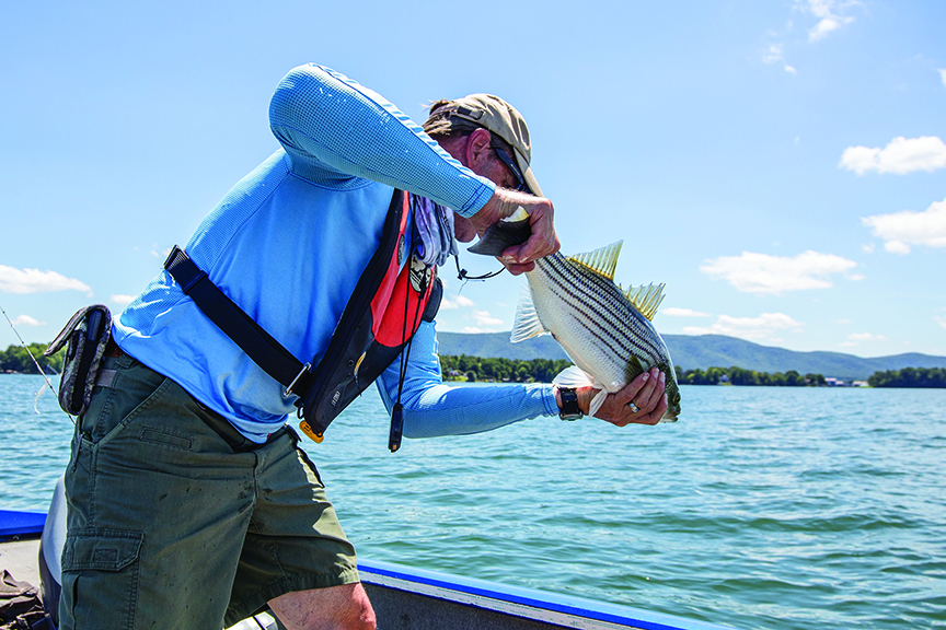 A man releases a striped bass into a body of water
