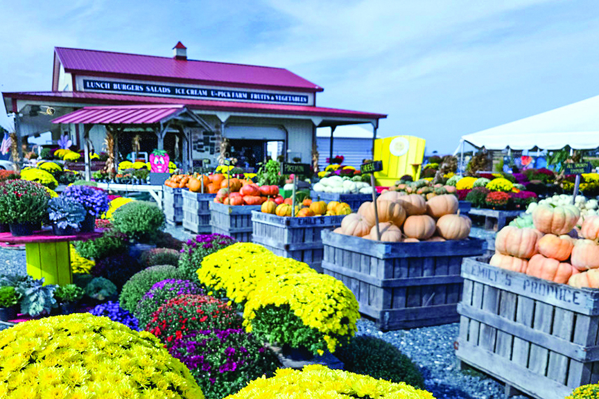 Farm market building seen in distance behind rows of large wooden crates containing colorful produce and lines of fall plants