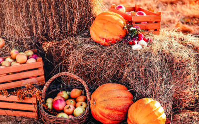 Fall on the Farm