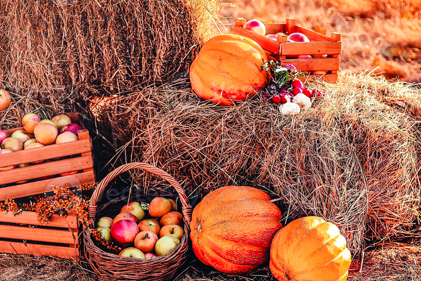 Fall on the Farm