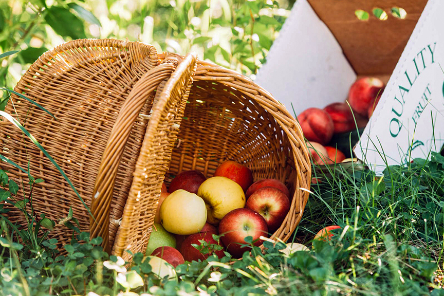 Bright apples spill over from inside a basket onto a grassy area in front of a box labeled Quality Fruit that also contains apples