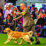 Michael Faulkner escorts a golden retriever during a 2019 Westminster event.