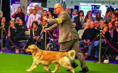 Dog-Show Days