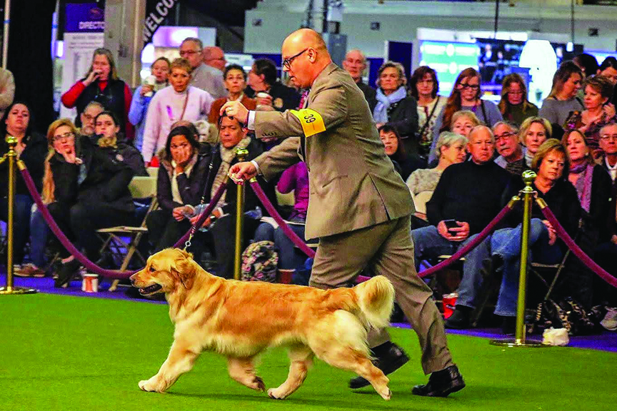 Dog-Show Days