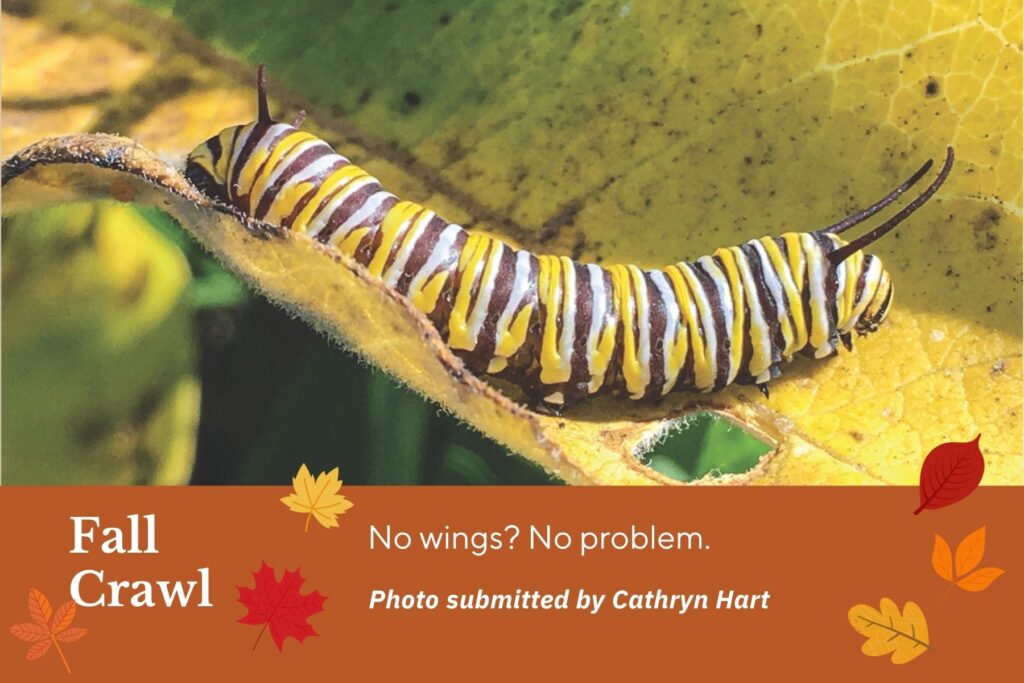 Fall crawl: No wings? No problem. Close-up photo of caterpillar