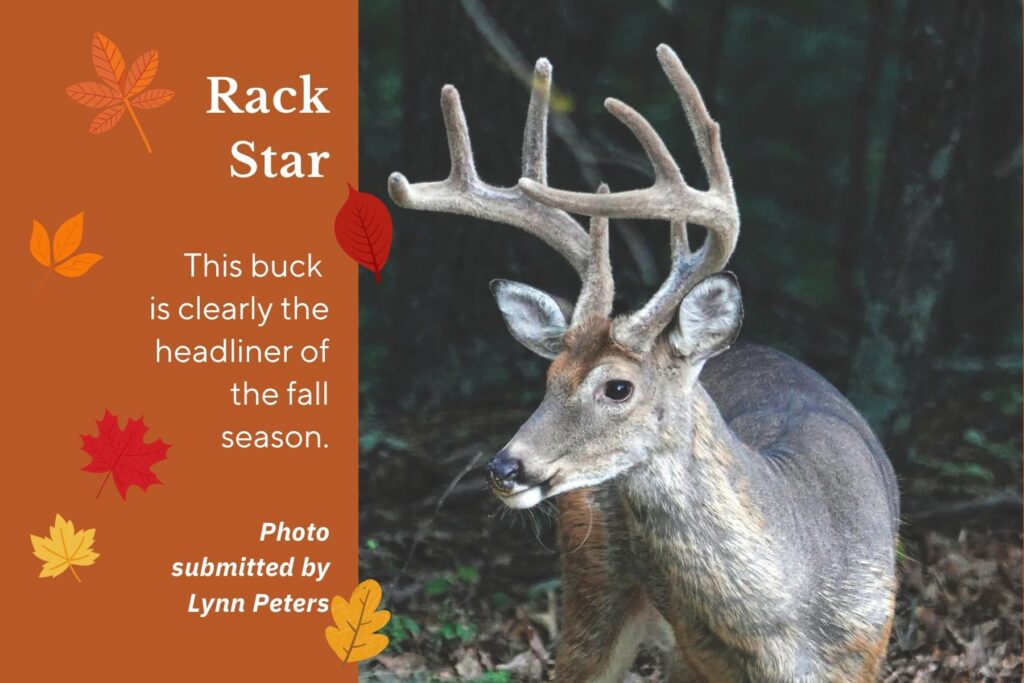 Photo of buck. Text: Rack Star. This buck is clearly the headliner for the fall season.
