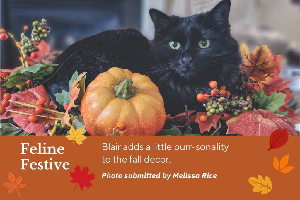 Photo of black cat sitting in middle of fall centerpiece. Text: Feline Festive. Blair adds a little purr-sonality to the fall decor.