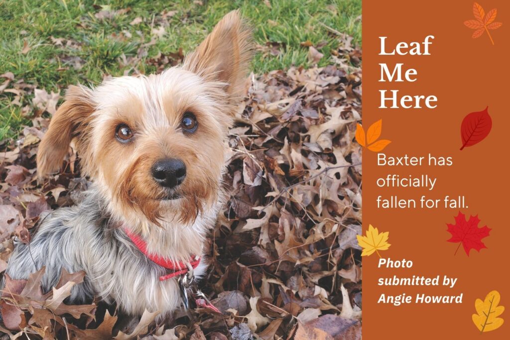 Photo of cute small dog sitting in leaves. Text: Leaf Me Here. Baxter has officially fallen for fall.