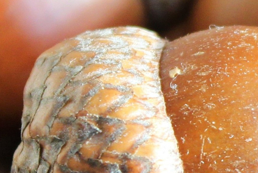 close-up image