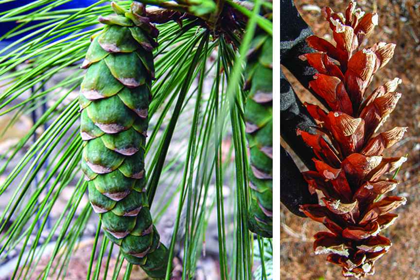 At left, a female cone in springof second year. At right, a dry, open female cone. 