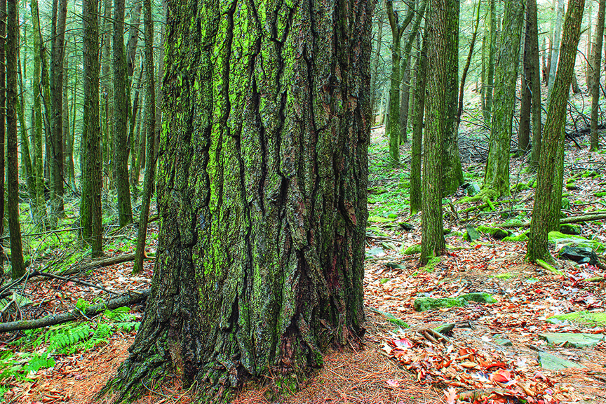 Large white pine tree trunk with eastern hemlocks below