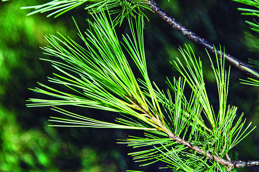A Pine With a Past